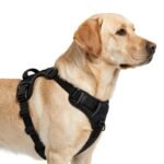 Adjustable Dog Collar & Leash Set – Comfortable Puppy Harness Vest for Small & Medium Dogs, Durable Pet Walking Accessories - Image 2
