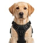 Adjustable Dog Collar & Leash Set – Comfortable Puppy Harness Vest for Small & Medium Dogs, Durable Pet Walking Accessories